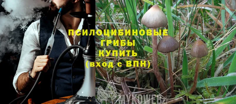 закладка  Белорецк  Псилоцибиновые грибы Psilocybe 